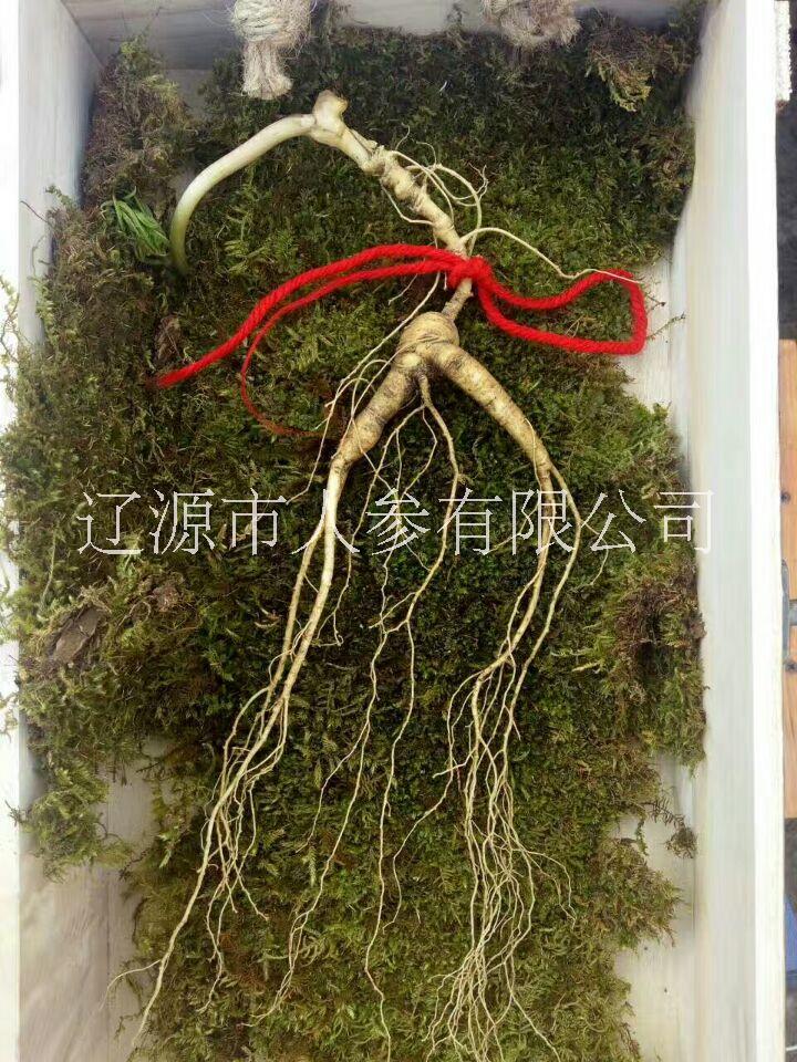 長(zhǎng)白山人參圖片/長(zhǎng)白山人參樣板圖 (2)