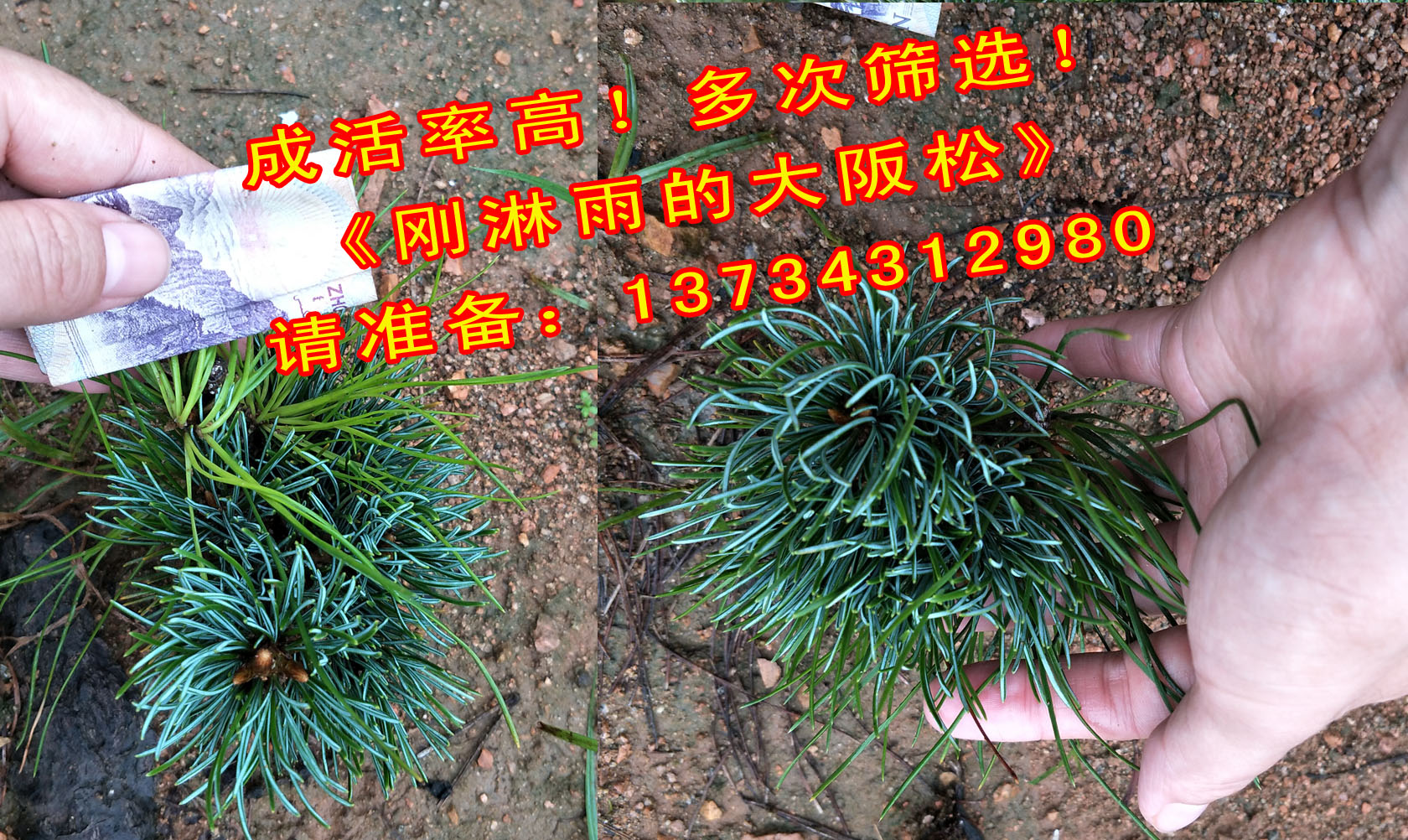 大阪松嫁接苗 大阪松盆景造型小品大阪松求購 短針嫁接大阪松日本松