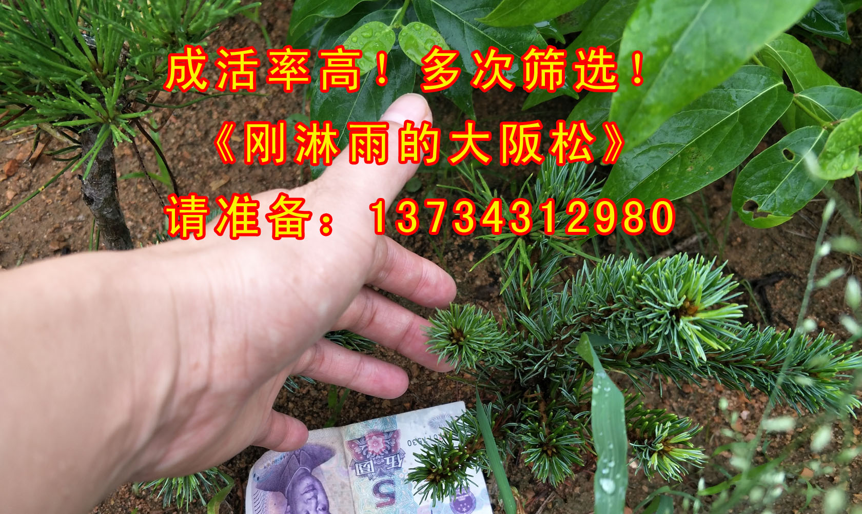 大阪松圖片/大阪松樣板圖 (4)