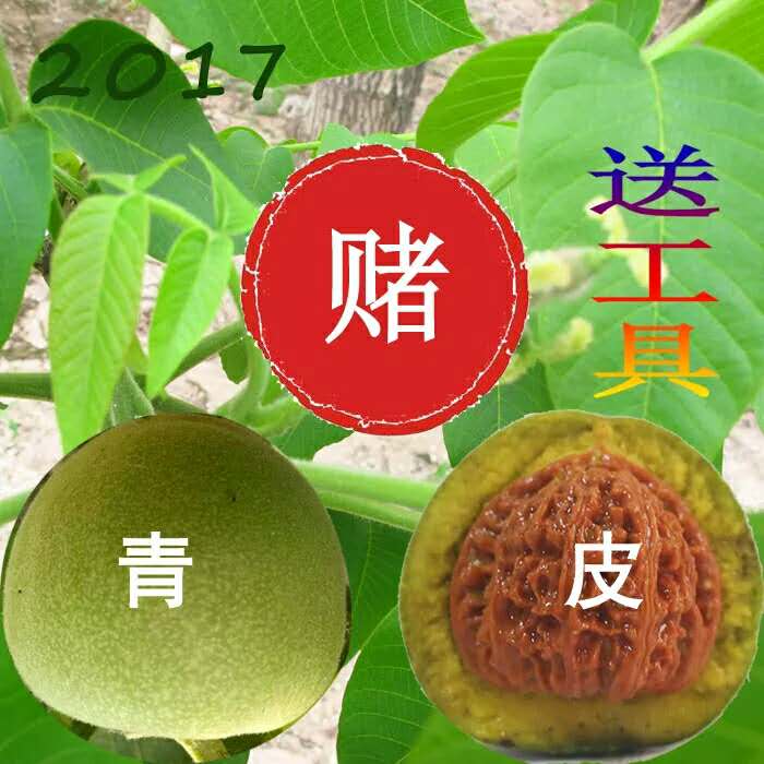 河北麻核桃批發(fā)圖片/河北麻核桃批發(fā)樣板圖 (4)