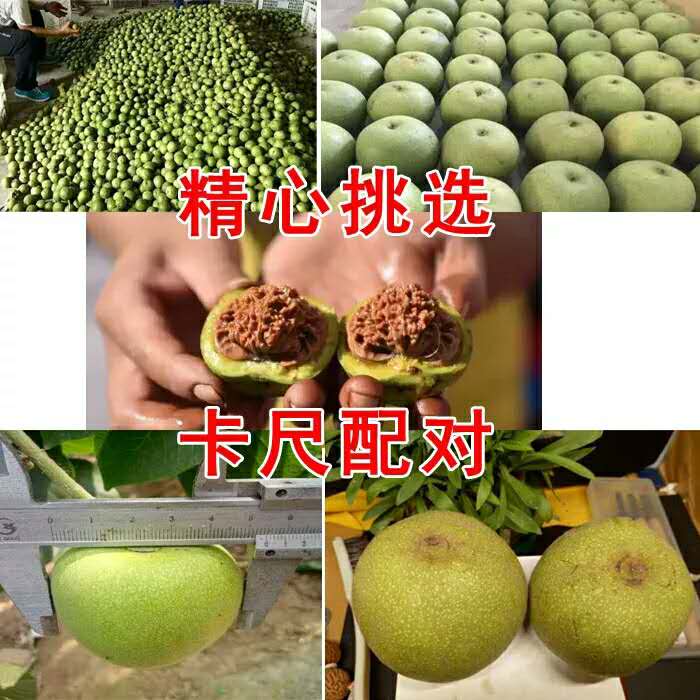 文玩核桃圖片/文玩核桃樣板圖 (2)