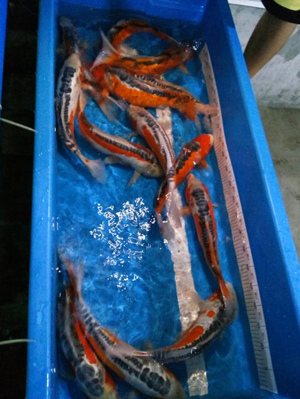 *純種*錦鯉秋翠錦鯉魚漁場直 *純種*秋翠錦鯉魚漁場直銷