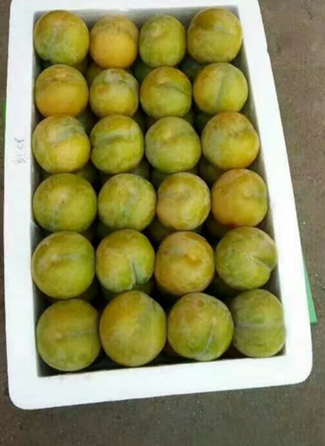 貴州蜂糖李圖片