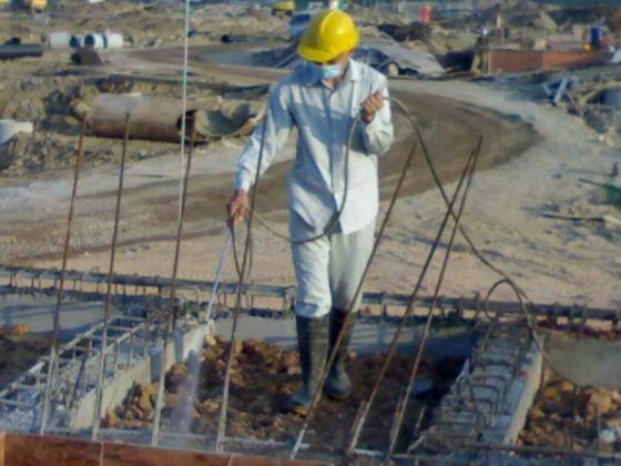 賓館白蟻預(yù)防圖片