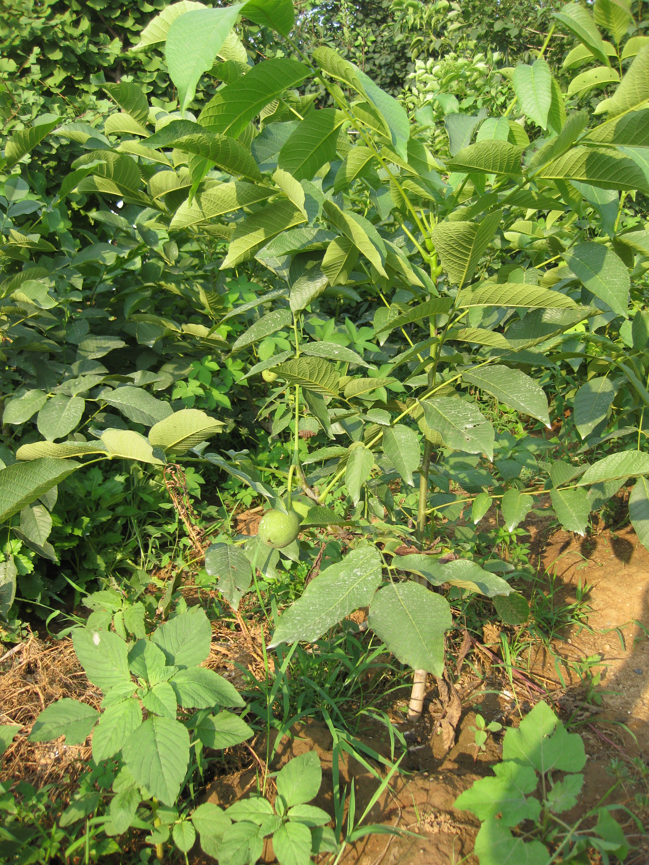 8518香玲 核桃苗圖片/8518香玲 核桃苗樣板圖 (3)