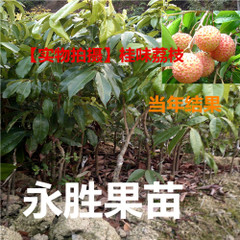 妃子笑荔枝苗圖片/妃子笑荔枝苗樣板圖 (3)