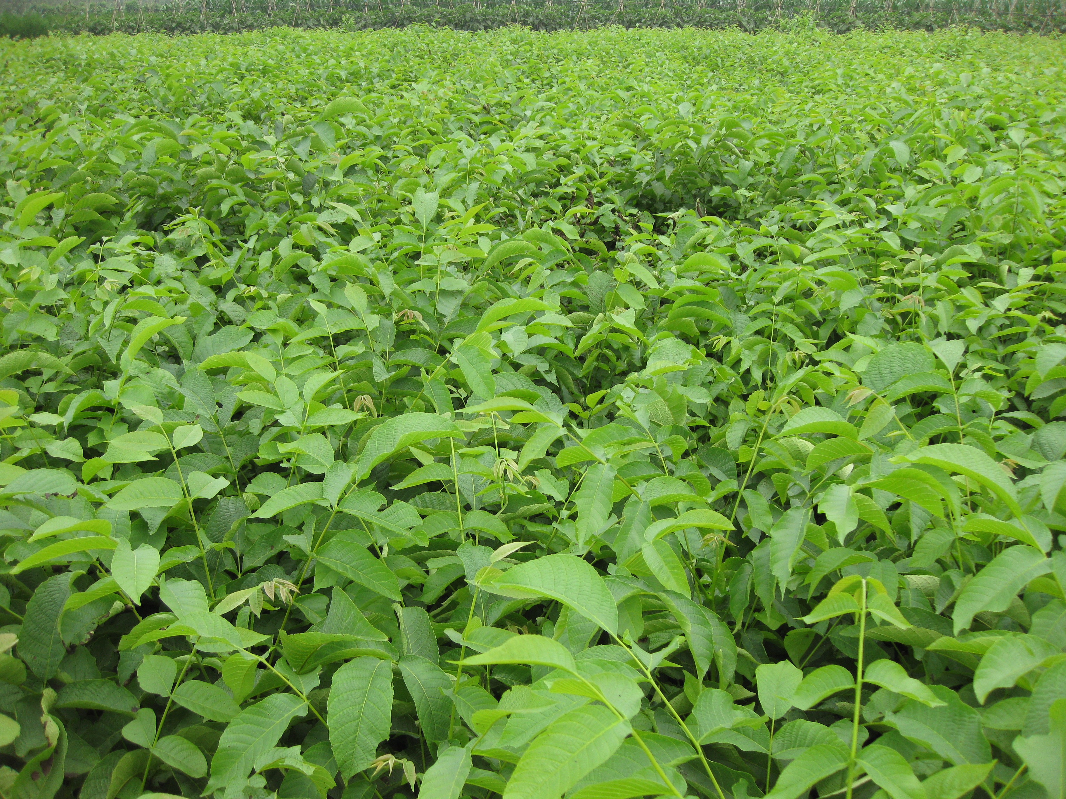 8518香玲 核桃苗圖片/8518香玲 核桃苗樣板圖 (4)