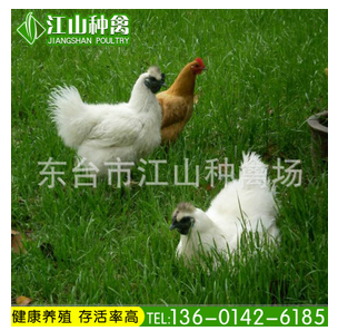 烏骨雞圖片/烏骨雞樣板圖 (2)