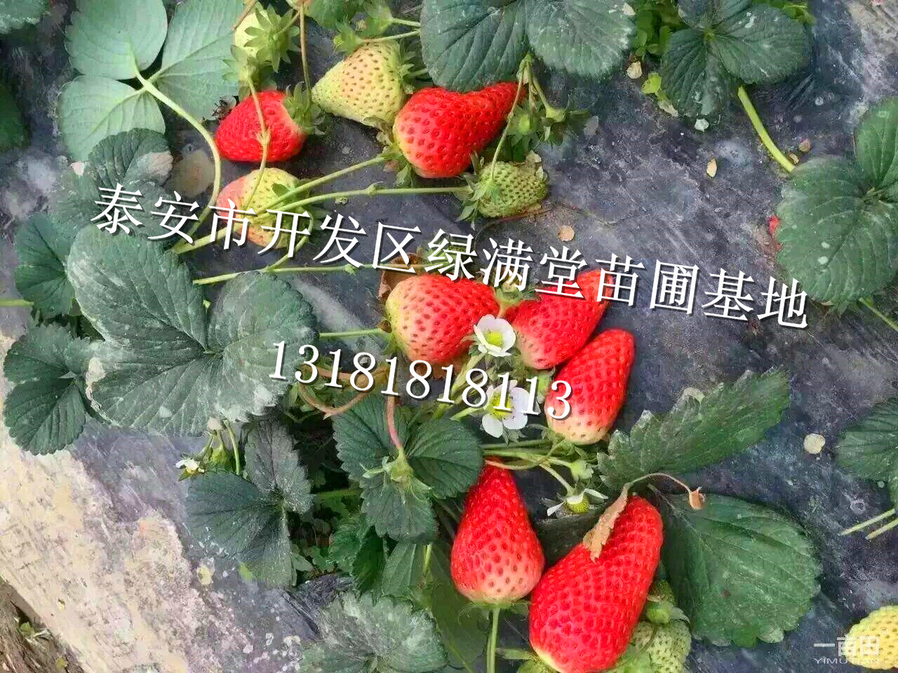 山東法蘭地草莓苗種植企業(yè)-草莓苗百科