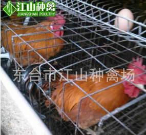 優(yōu)質(zhì)成活率高第四代花鳳雞 幼苗生命力強(qiáng)專(zhuān)業(yè)疫苗