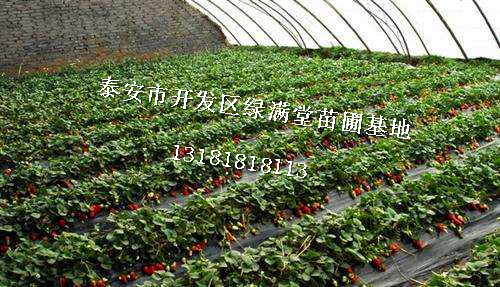 草莓苗批發(fā)圖片/草莓苗批發(fā)樣板圖 (2)