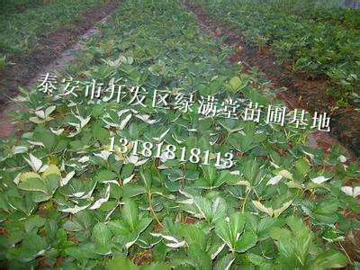 草莓苗種植圖片/草莓苗種植樣板圖 (4)
