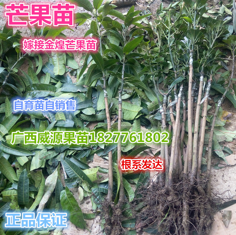 芒果苗圖片/芒果苗樣板圖 (3)