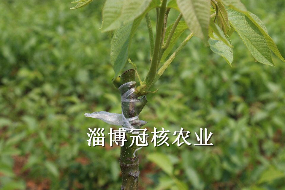 核桃苗 核桃苗價(jià)格 核桃苗批發(fā) 薄皮核桃苗 冠核一號(hào)核桃嫁接苗 核桃原種苗
