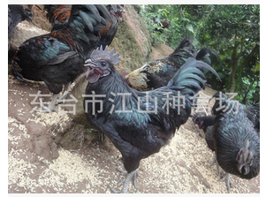 五黑雞雛苗圖片