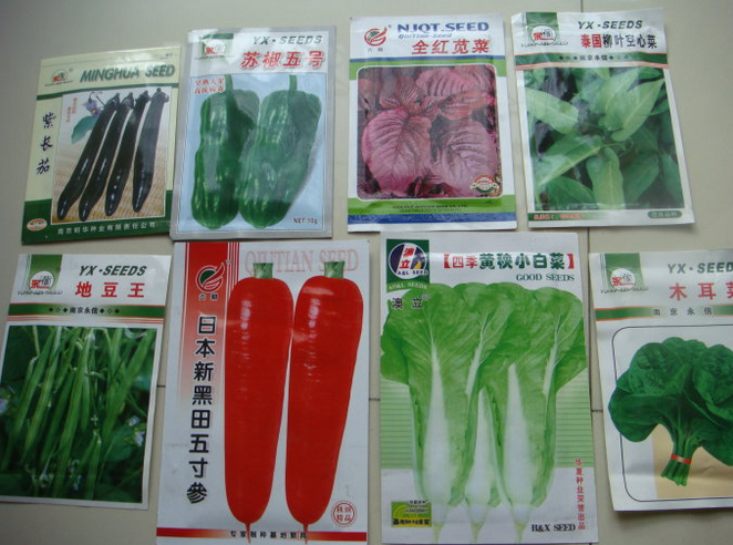 豆角種子圖片/豆角種子樣板圖 (3)