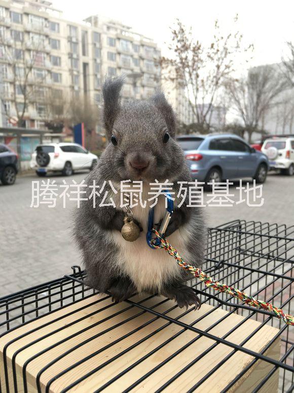 寵物松鼠圖片/寵物松鼠樣板圖 (2)