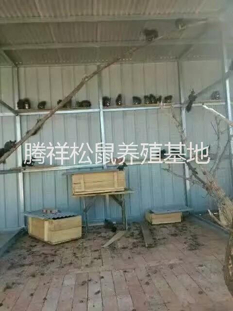 寵物松鼠圖片/寵物松鼠樣板圖 (3)