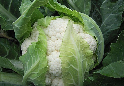 菜花 花菜 菜花 花菜 邯鄲花菜