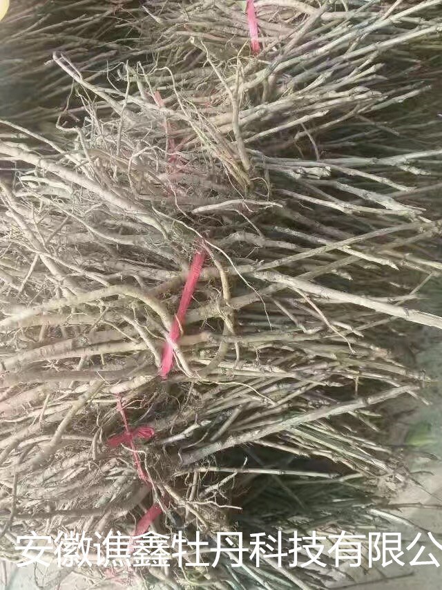 牡丹種子圖片/牡丹種子樣板圖 (3)