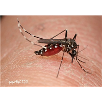 番禺區(qū)圖片/番禺區(qū)樣板圖 (4)