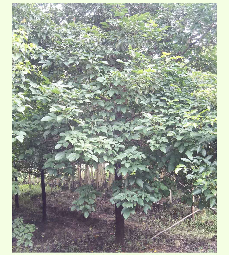 藍(lán)花楹圖片/藍(lán)花楹樣板圖 (4)