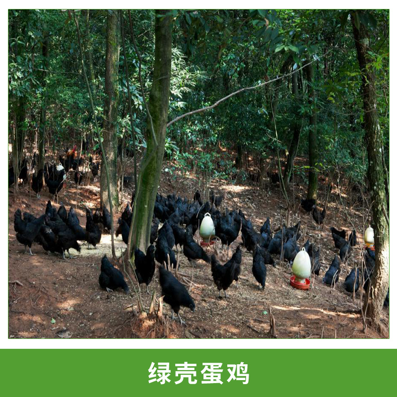 綠殼蛋雞圖片/綠殼蛋雞樣板圖 (3)