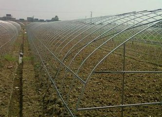 草莓大棚圖片/草莓大棚樣板圖 (3)