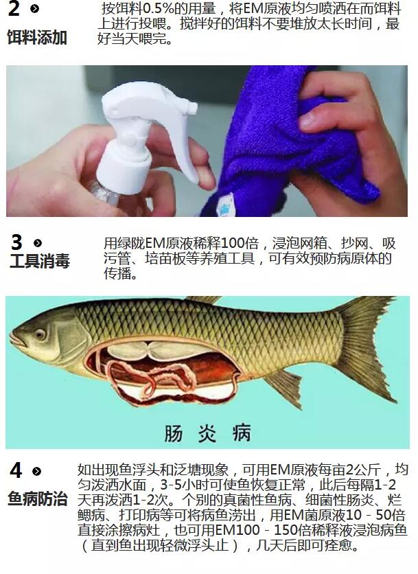 EM菌水產(chǎn)養(yǎng)殖圖片/EM菌水產(chǎn)養(yǎng)殖樣板圖 (3)