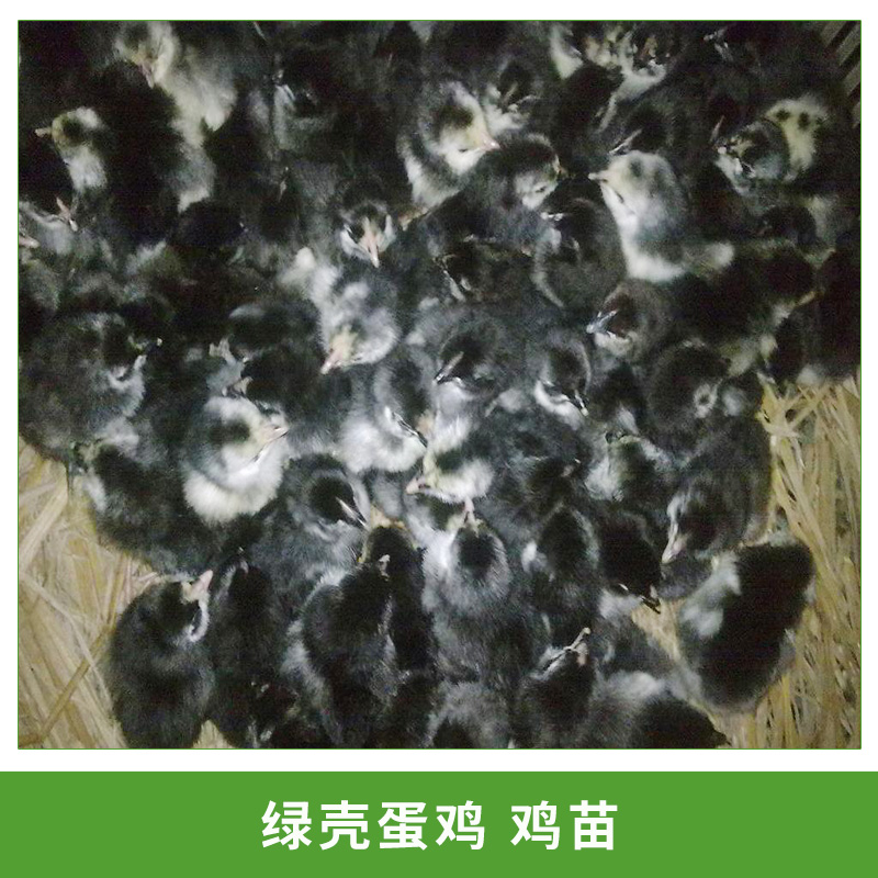 綠殼蛋雞雞苗圖片/綠殼蛋雞雞苗樣板圖 (3)