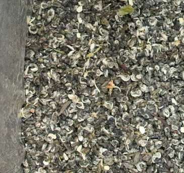 精品茉莉玉螺花茶圖片/精品茉莉玉螺花茶樣板圖 (2)