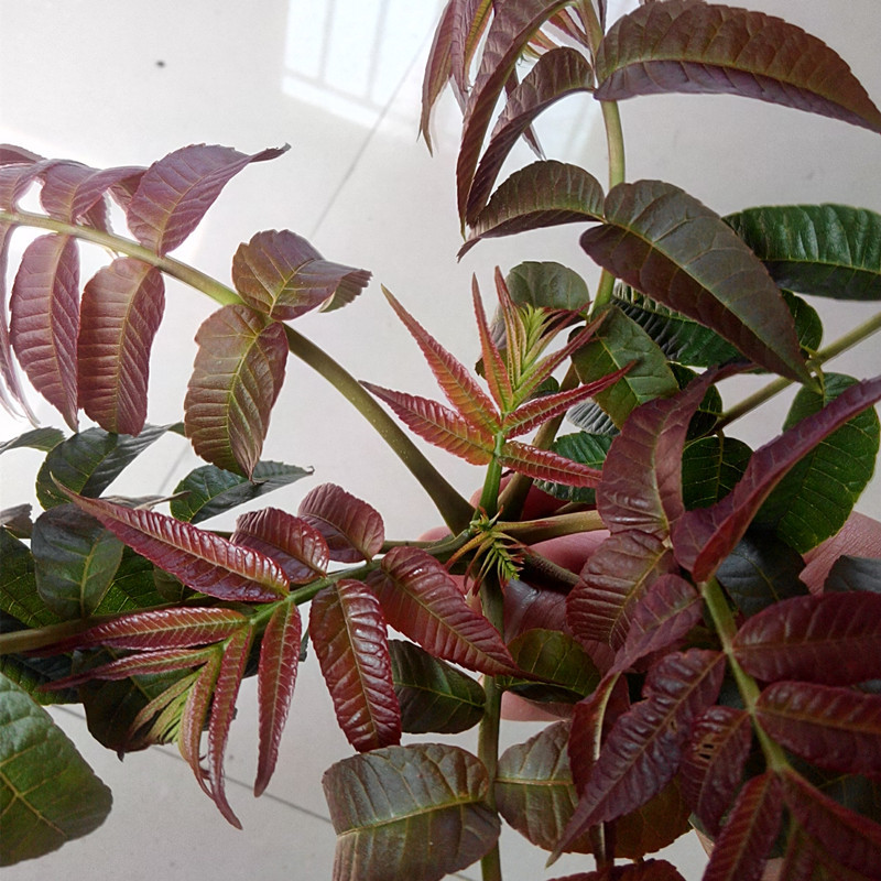 山東香椿苗批發(fā)   香椿苗的種植技術(shù)   香椿苗的營養(yǎng)價值