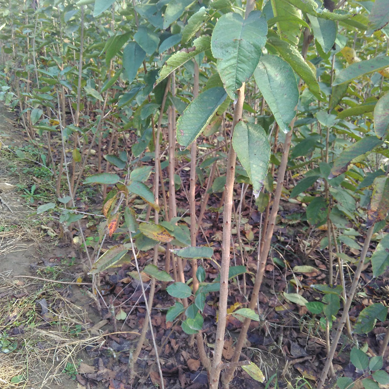 矮化櫻桃苗 吉塞拉櫻桃苗 泰安櫻桃樹苗種植管理技術 1公分2公分3公分5公分櫻桃樹苗出售