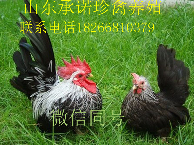 元寶雞的品種與養(yǎng)殖圖片