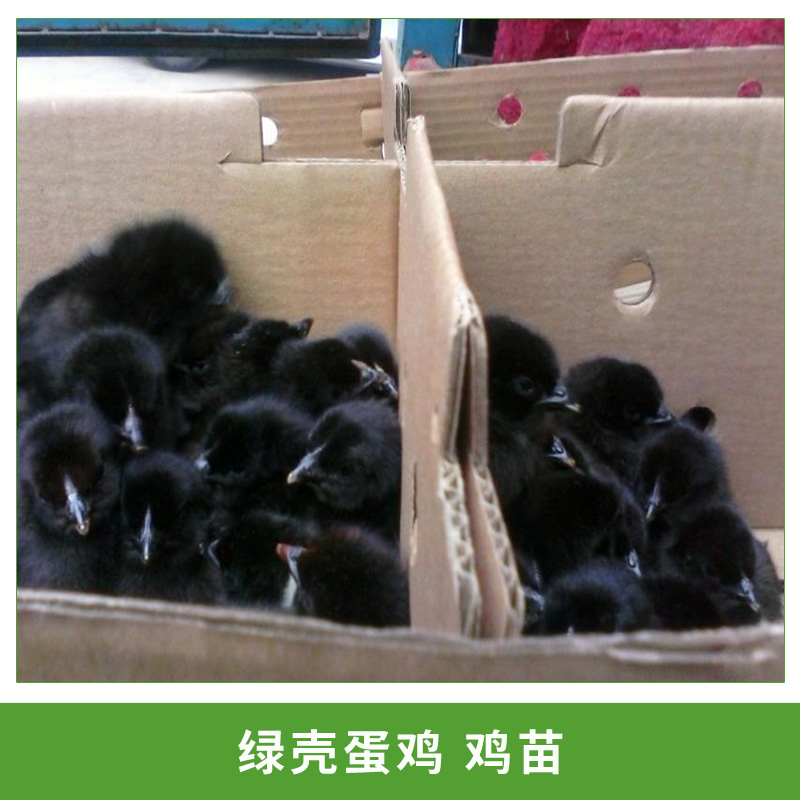 綠殼蛋雞雞苗圖片/綠殼蛋雞雞苗樣板圖 (1)