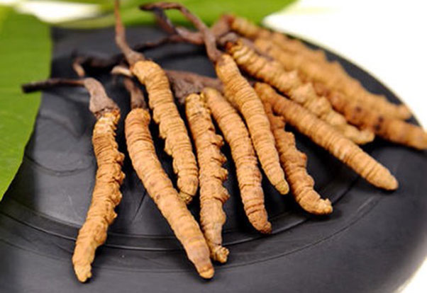 冬蟲夏草批發(fā)|廣東冬蟲夏草|冬蟲