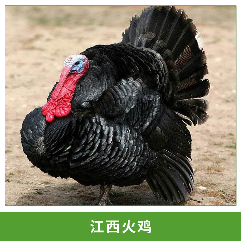 江西火雞圖片