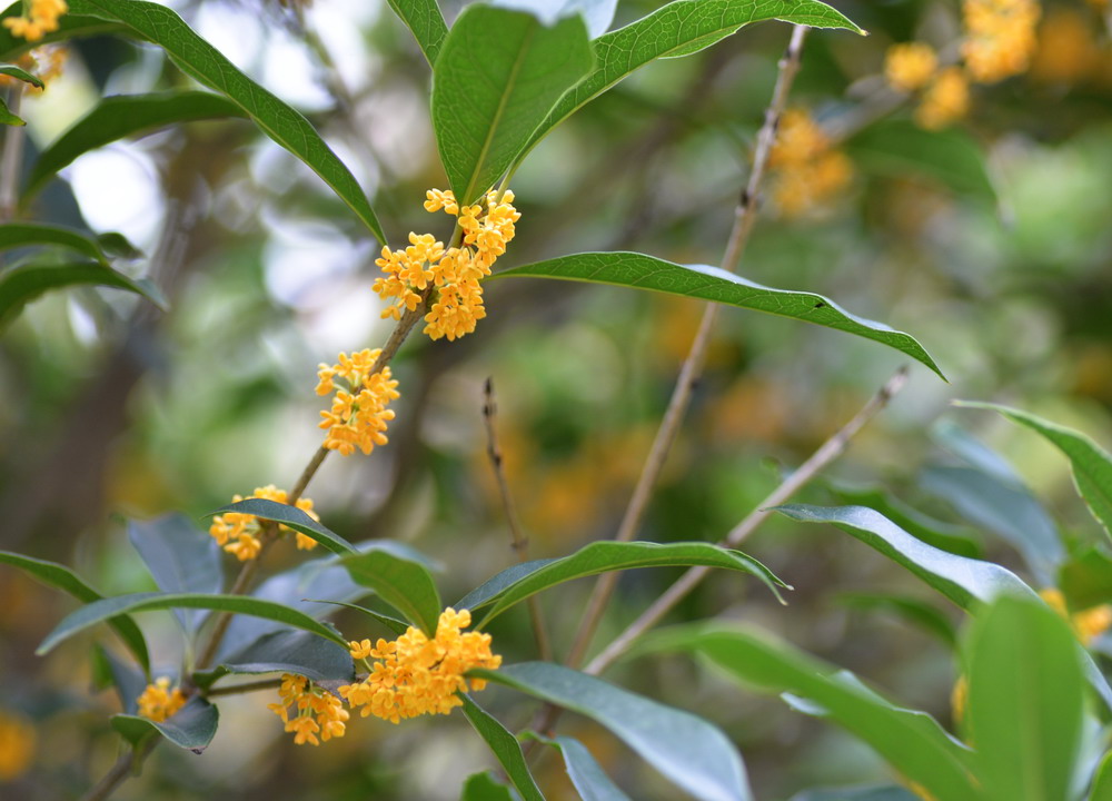 桂花圖片/桂花樣板圖 (1)