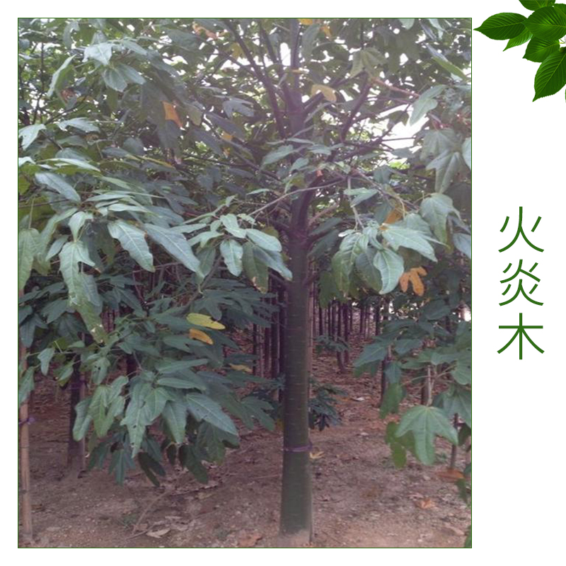 火炎木價格圖片/火炎木價格樣板圖 (2)