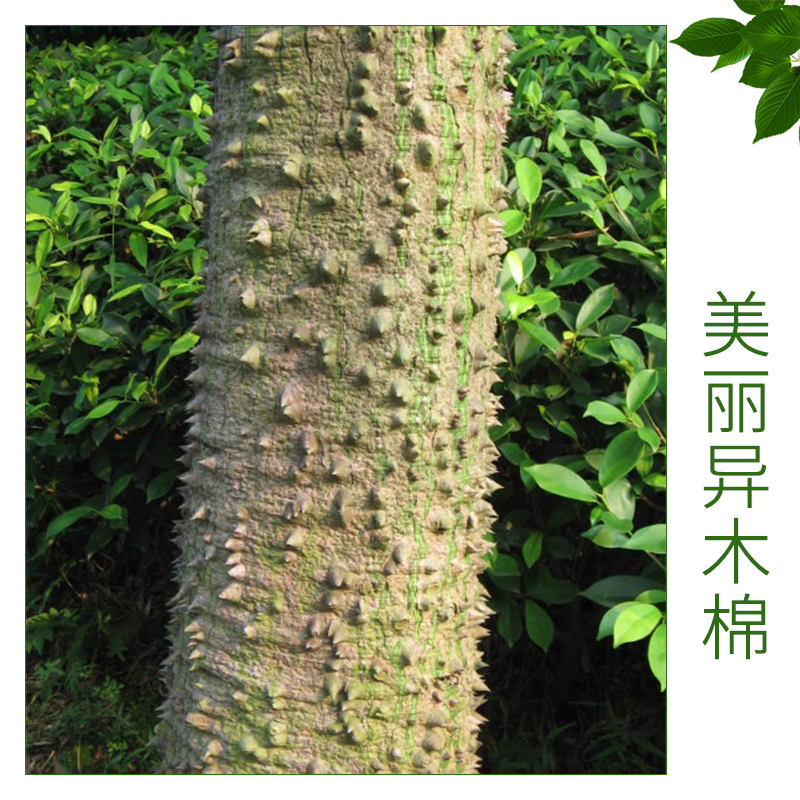 美麗異木棉圖片/美麗異木棉樣板圖 (2)