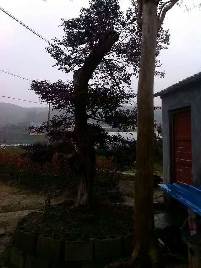 木樹樁圖片/木樹樁樣板圖 (3)