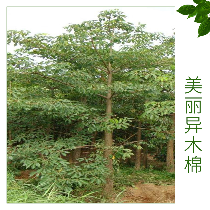 美麗異木棉 基地批發(fā)優(yōu)質(zhì)木棉 美麗異木棉 無刺木棉 歡迎來電訂購