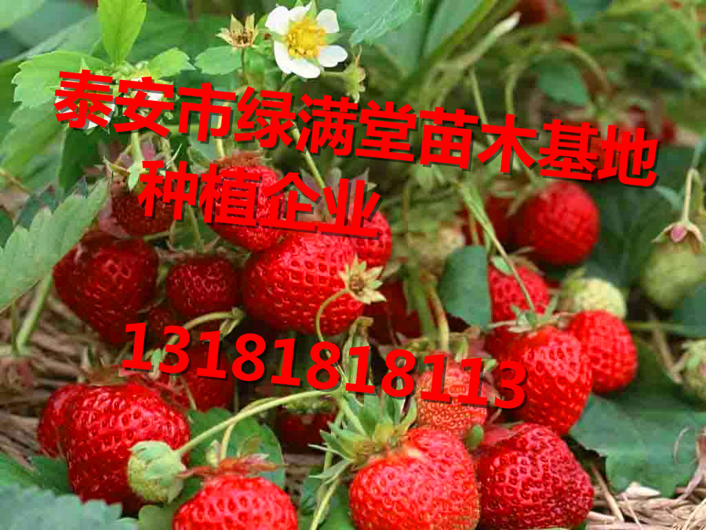 全國(guó)草莓苗批發(fā)基地圖片/全國(guó)草莓苗批發(fā)基地樣板圖 (3)