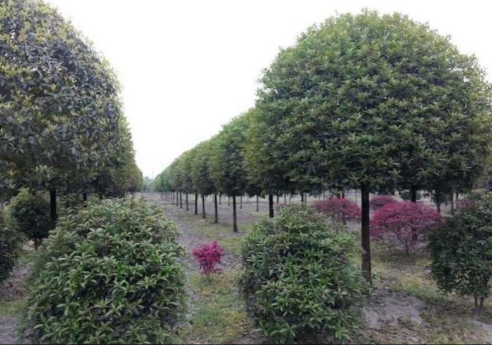 精品桂花圖片/精品桂花樣板圖 (4)