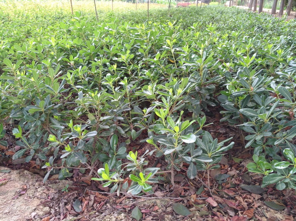 西安海桐價格－金海園藝場海桐－西安海桐批發(fā)價格