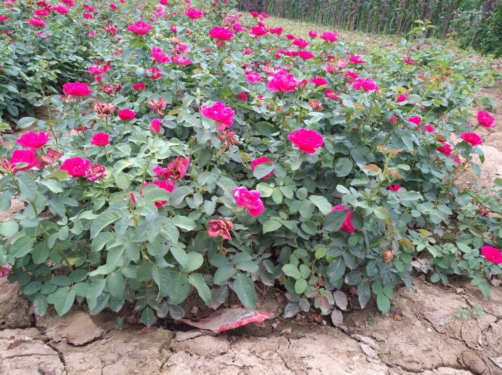 月季圖片/月季樣板圖 (2)