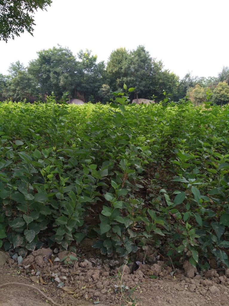 西安丁香價(jià)格－金海園藝場(chǎng)丁香－西安丁香批發(fā)價(jià)格