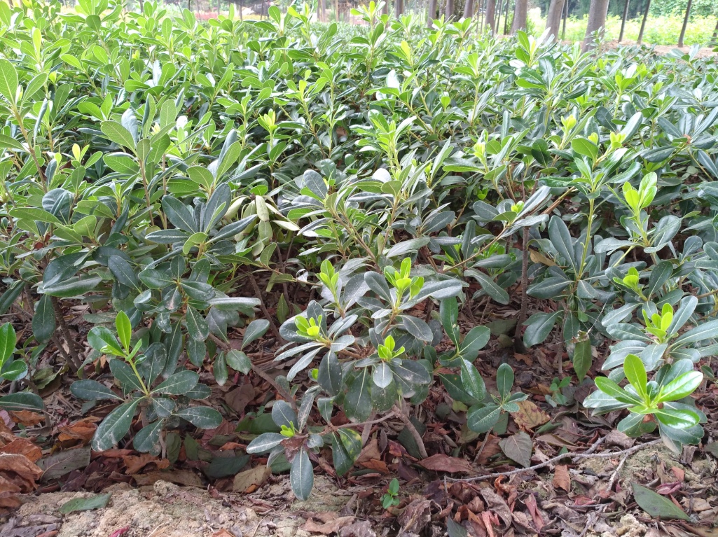 海桐圖片/海桐樣板圖 (2)