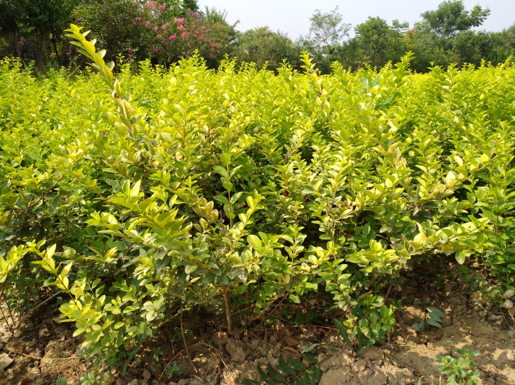 西安金葉女貞價(jià)格圖片