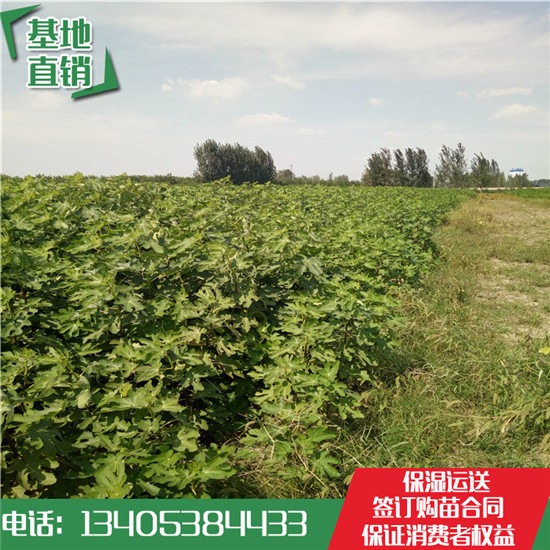 果樹苗基地圖片/果樹苗基地樣板圖 (1)